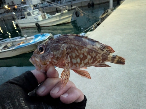 カサゴの釣果