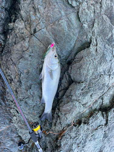 ヒラスズキの釣果