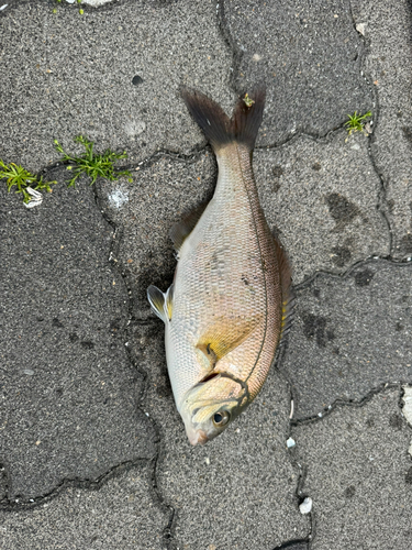 ウミタナゴの釣果