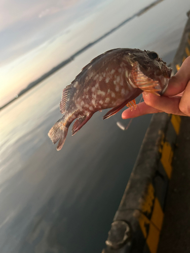 アラカブの釣果