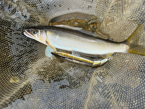 アユの釣果