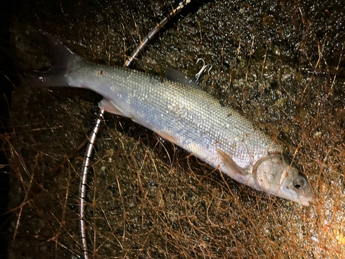 マルタウグイの釣果