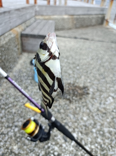 サンバソウの釣果