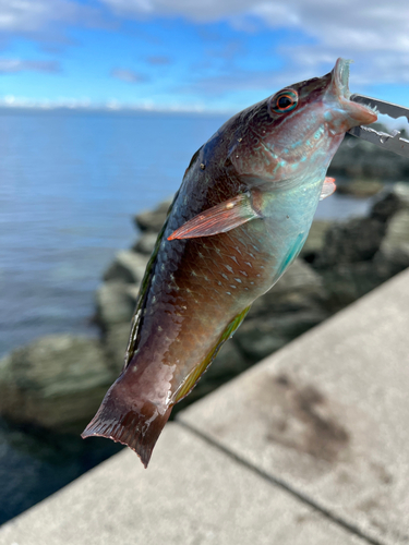 ベラの釣果