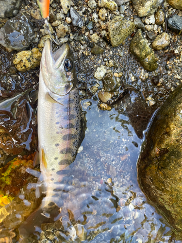 ヤマメの釣果