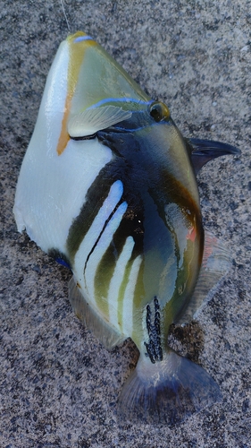 ムラサメモンガラの釣果