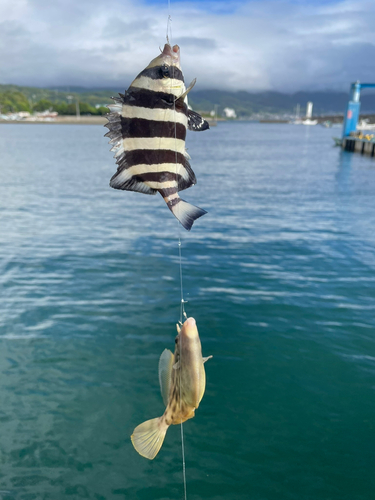 カワハギの釣果