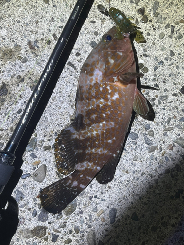 アコウの釣果