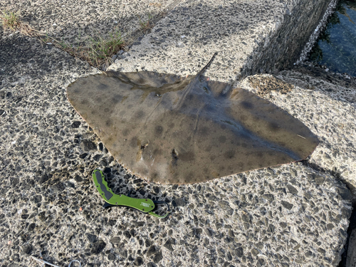 ツバクロエイの釣果