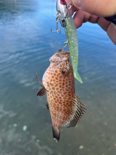 オオモンハタの釣果