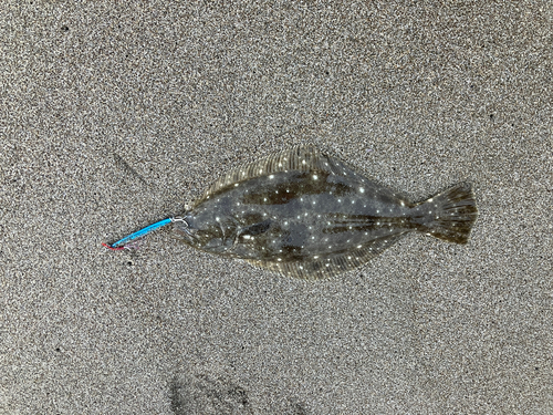 ヒラメの釣果