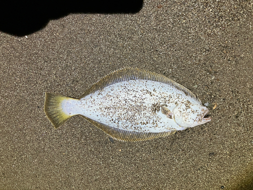 鳴瀬川河口