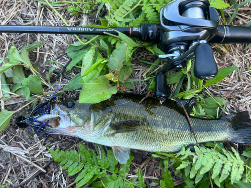 ブラックバスの釣果