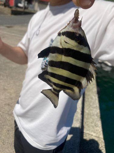 イシダイの釣果