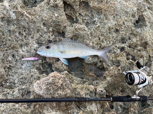 アオチビキの釣果