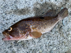 アコウの釣果