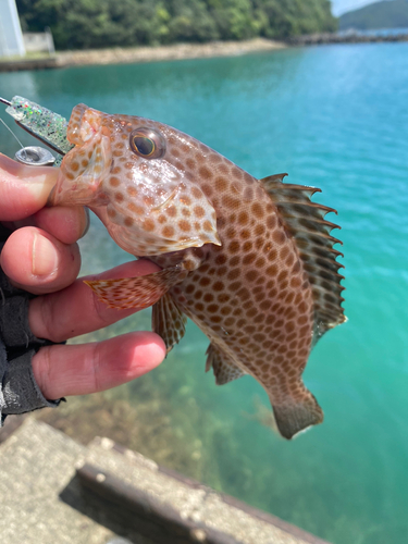 オオモンハタの釣果