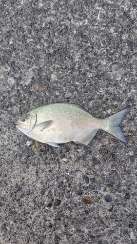 イスズミの釣果