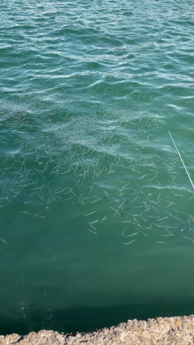 サヨリの釣果