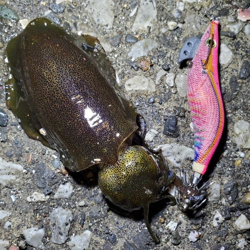 アオリイカの釣果