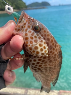 オオモンハタの釣果