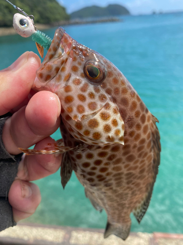 オオモンハタの釣果