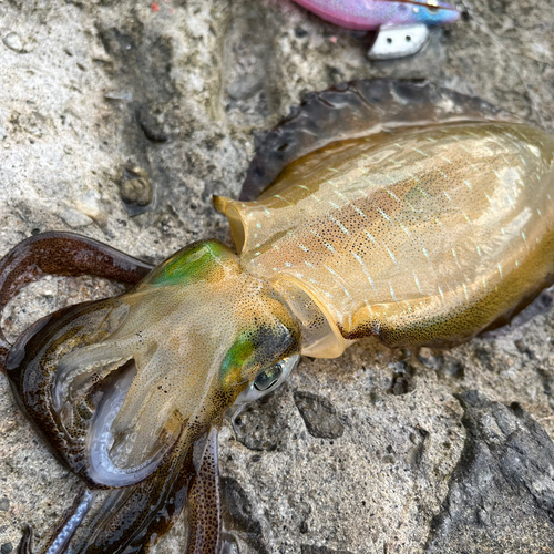 アオリイカの釣果