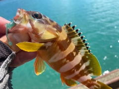 アカハタの釣果