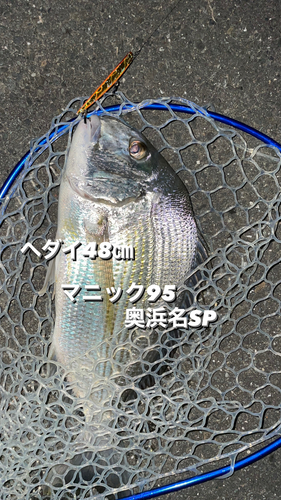 ヘダイの釣果