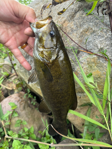 スモールマウスバスの釣果