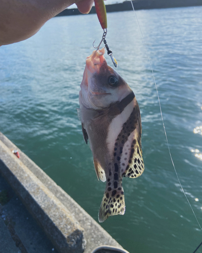 アジアコショウダイの釣果