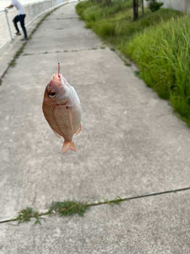 釣果