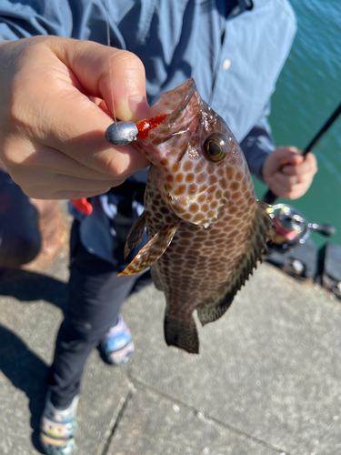 オオモンハタの釣果