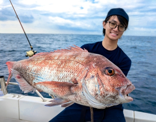 マダイの釣果