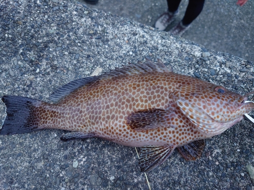 オオモンハタの釣果