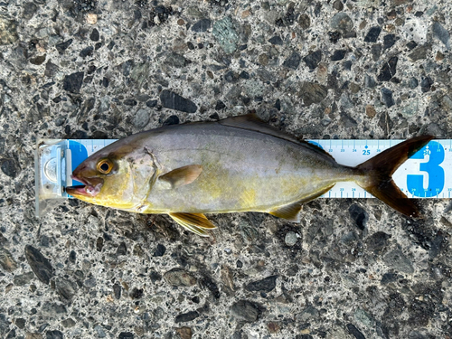 ショゴの釣果