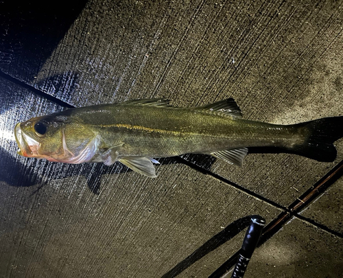 スズキの釣果