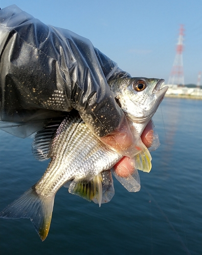 キビレの釣果