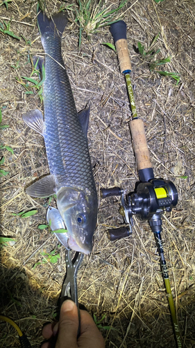 ニゴイの釣果