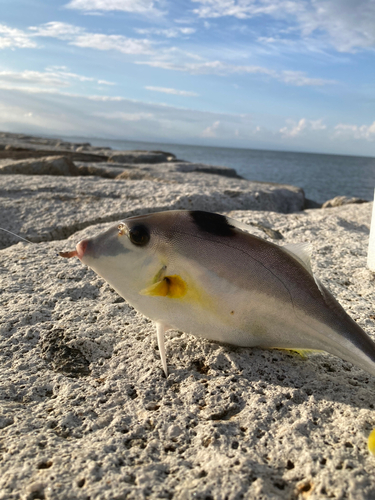 ギマの釣果