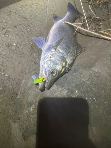 スズキの釣果