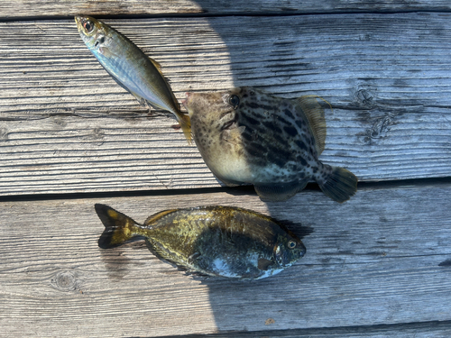 カワハギの釣果