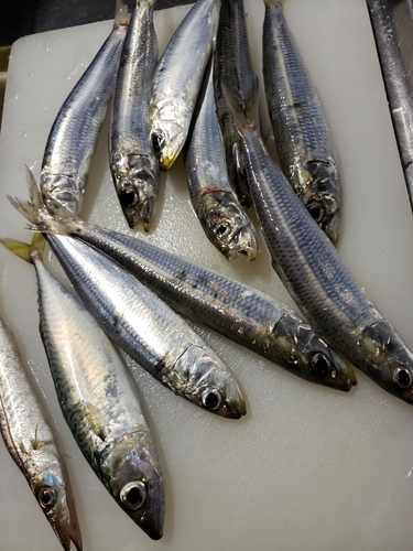 イワシの釣果