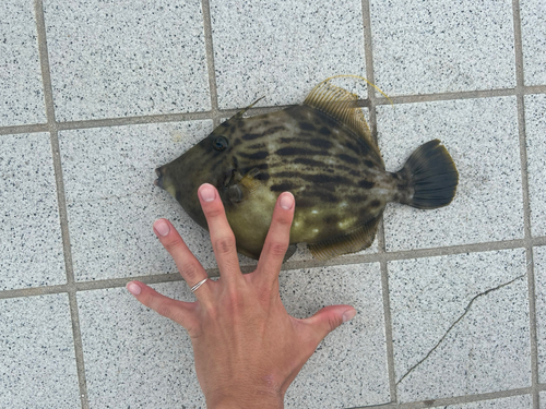 カワハギの釣果