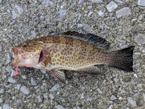 オオモンハタの釣果