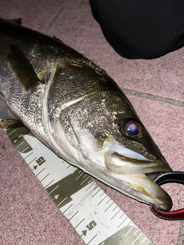 シーバスの釣果