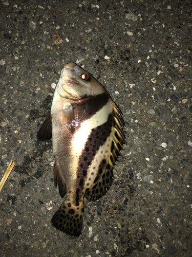 コショウダイの釣果