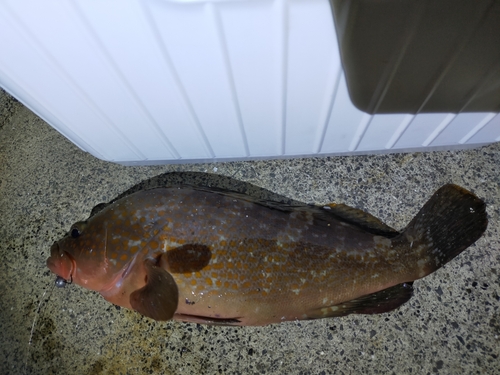 アコウの釣果