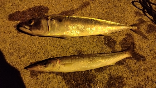 カマスの釣果