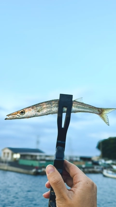 カマスの釣果